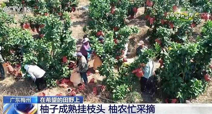 在希望的田野上 | 广东梅州柚子成熟挂枝头 柚农忙采摘